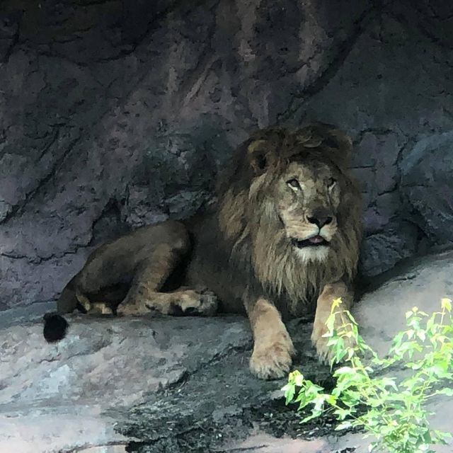 名古屋超大東山植物動物園😝大人🧑細路👦🏻都鍾意❤️半日放電景點