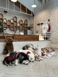 🇹🇭曼谷 狗狗cafe 一大堆狗狗圍住你轉🐶