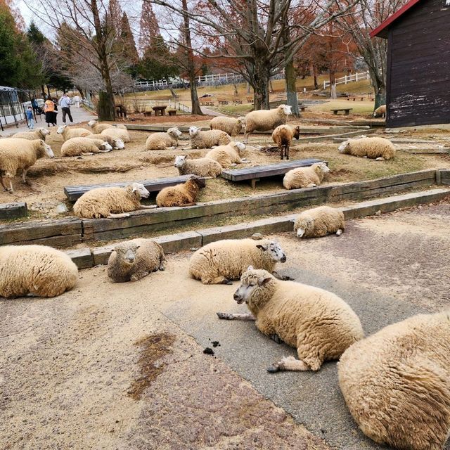 Rokko farm