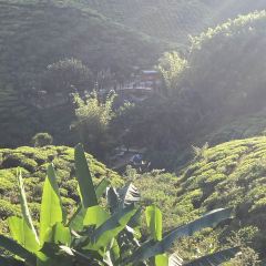 Cameron Valley Tea House 여행 사진