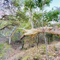 Townsville 隔壁的小島、你一定要去看看野生的無尾熊，就在你面前