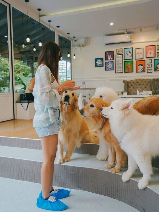 Husky House Cafe ชลบุรี