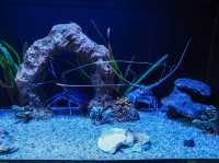 Aquaria Phuket พิพิธภัณฑ์สัตว์น้ำที่ใหญ่ที่สุด