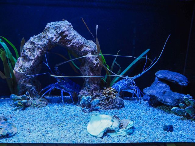 Aquaria Phuket พิพิธภัณฑ์สัตว์น้ำที่ใหญ่ที่สุด