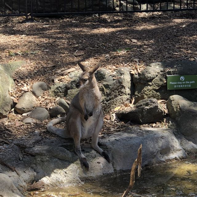 帶小孩必去 雪梨野生動物園