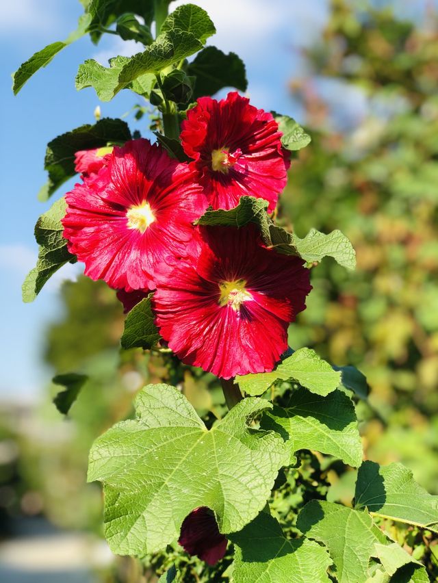🌻🌼夢幻花園🌺🌸台北玫瑰園🌹🌷Taipei Rose Garden