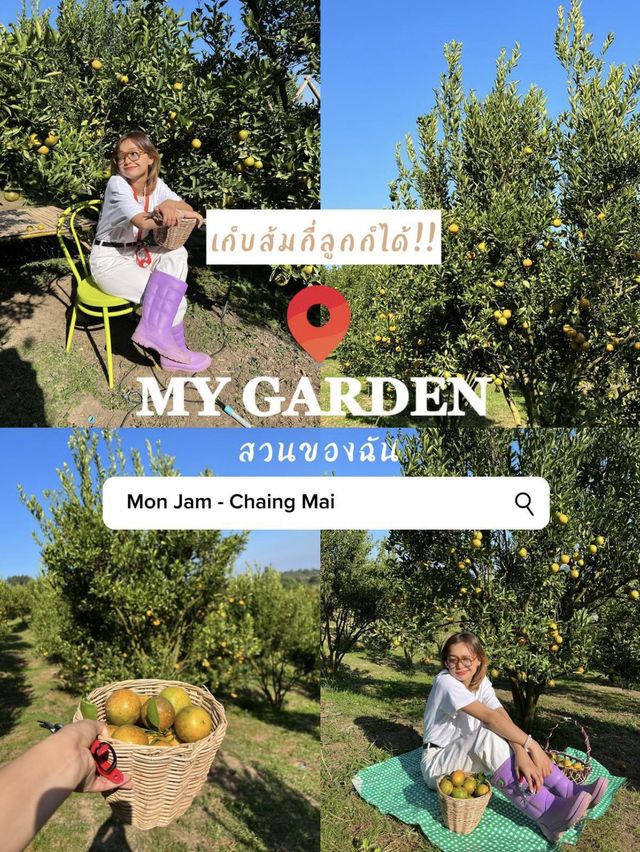 My Garden - Chiang Mai สวนส้มที่เก็บส้มกี่ลูกก็ได้