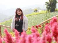 ดอกไม้บานบนดอยสูง