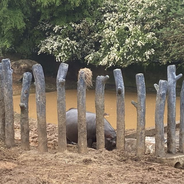 六福村樂園｜刺激的遊樂設施和可愛的野生動物，值得票價