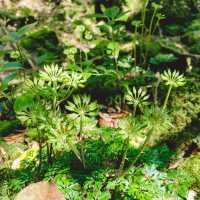 【屋久島】苔むす森