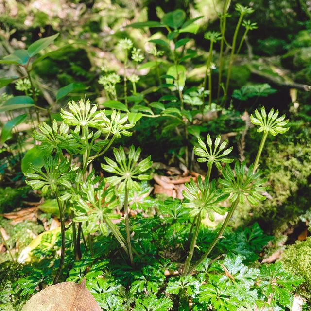 【屋久島】苔むす森