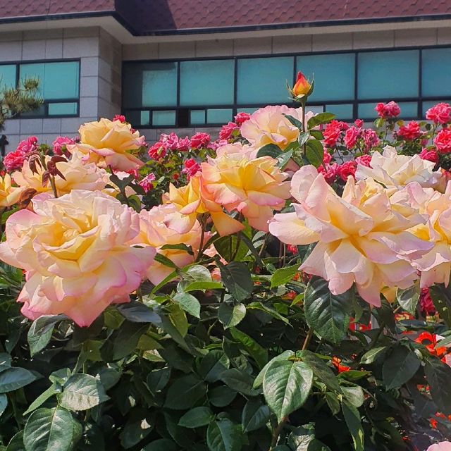 부천 도당산 백만송이 장미축제🌹