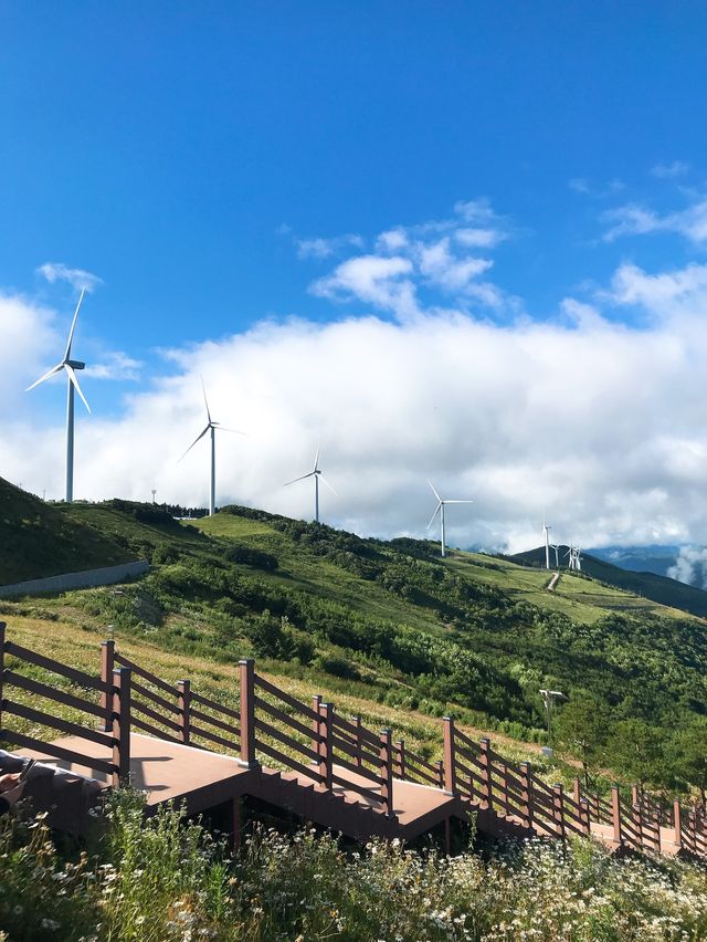 한국의 스위스, 데이지가 피어나는 곳🌼