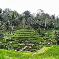 Experience at Tegallalang Rice Terraces