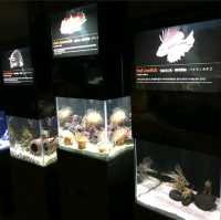 ชมโลกใต้ท้องทะเล ที่ Jeju Aqua Planet 🦈🐠🐙🐡🐟