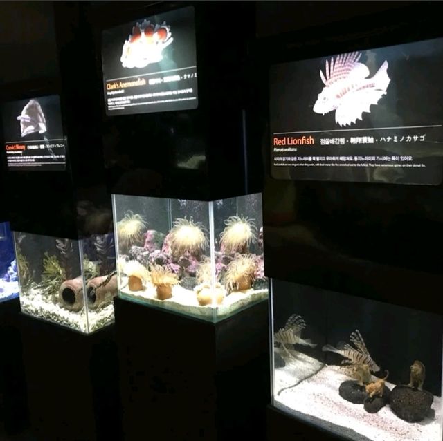 ชมโลกใต้ท้องทะเล ที่ Jeju Aqua Planet 🦈🐠🐙🐡🐟