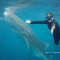 Fun Times with Whale Sharks of Oslob, Cebu