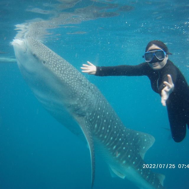 Fun Times with Whale Sharks of Oslob, Cebu