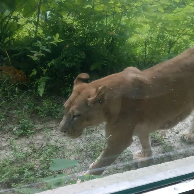 台北動物園看熊貓🐼去