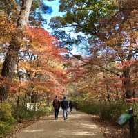 경남 합천 해인사 단풍놀이🍁🍂 가야산 소리길