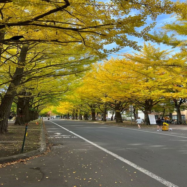 北海道大學賞楓🍁🍁🍁😻😻😻