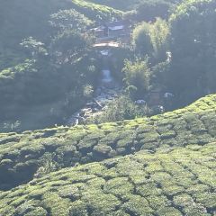 Cameron Valley Tea House 여행 사진