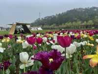 Mafan Agricultural Wonderland - Spring Time!