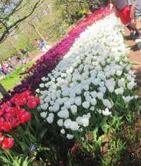 Colorful Tulip Garden and Zoo