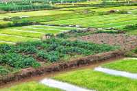 Rice seedlings are actually very beautiful.