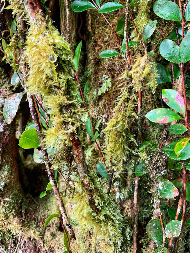 Malaysia's "The Wizard of Oz" - Kinabalu Moss Forest