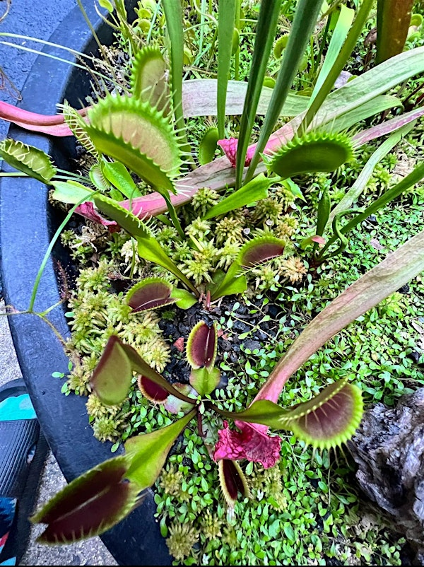 Carnivorous Plant Basics and DIY Bog Gardens | Atlas Brew Works Ivy City Brewery & Taproom