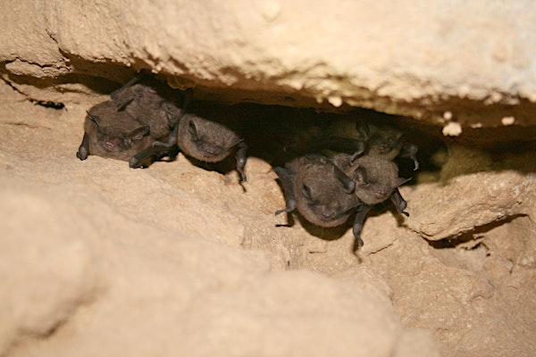 Bats and Their Fascinating Biology | Cylburn Arboretum