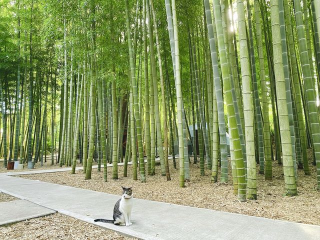 The bamboo forest