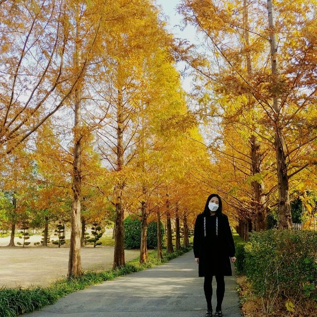 가을다가기 전에 가볼만한 유엔공원