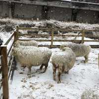 [겨울 여행추천지] 겨울왕국, 평창🧊❄️