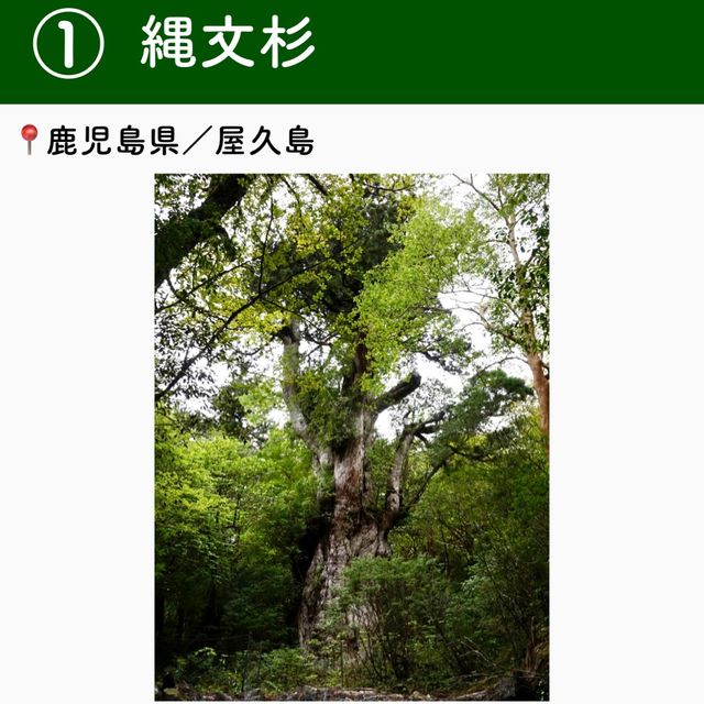 【鹿児島】行ってよかった屋久島の観光地6選