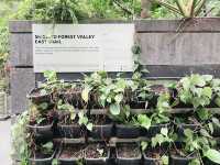 Forest garden trail within Jewel Changi