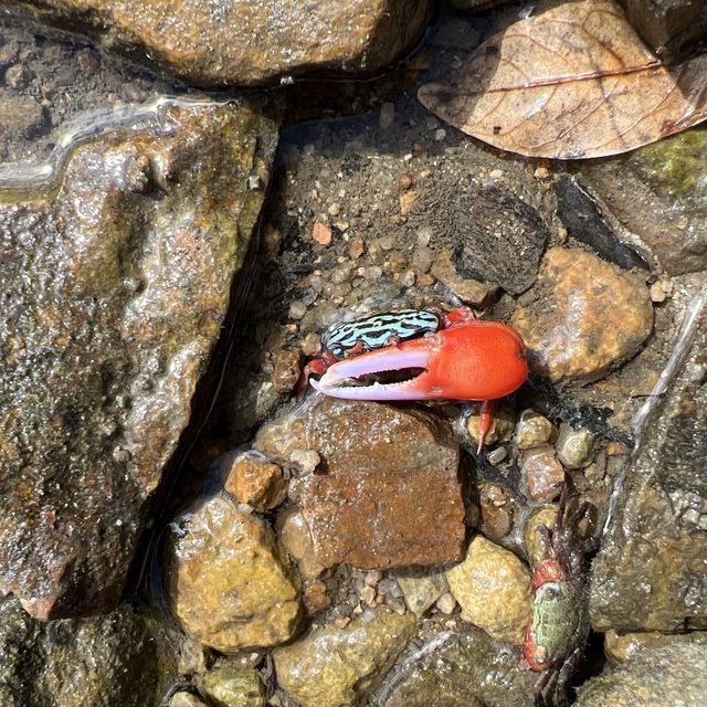 香港唯一有自然環境掩護嘅潮間帶泥灘 香港唯一有自然環境掩護嘅潮間帶泥灘