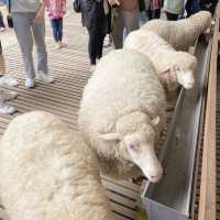 THE SHEEP SANCTUARY (Cameron Highlands)