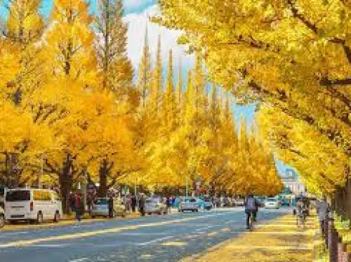 紅葉が綺麗な明治神宮外苑