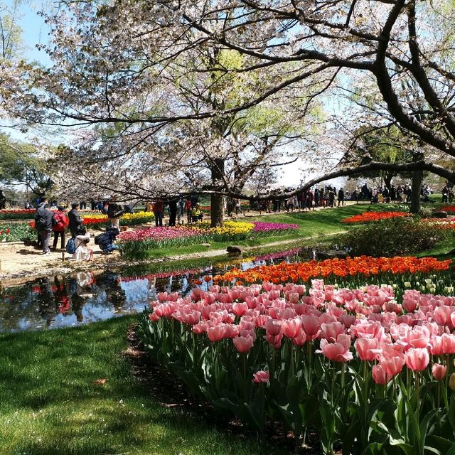 櫻花🌸鬱金香祭🌷