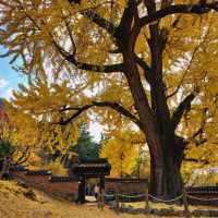 Golden foliage at Geumsidang, Miryang