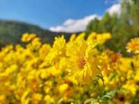 🌼🌼ทุ่งดอกเก๊กฮวย วังสองนคร🌼🌼