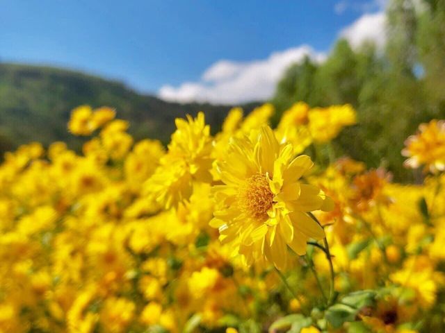 🌼🌼ทุ่งดอกเก๊กฮวย วังสองนคร🌼🌼