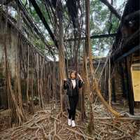 เที่ยวไถหนาน   Anping Tree House