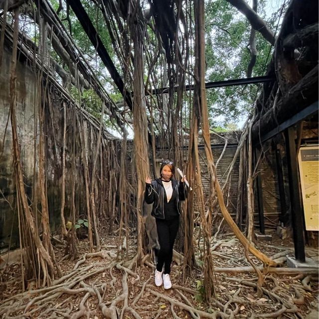 เที่ยวไถหนาน   Anping Tree House