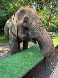 Wild Elephants Valley 