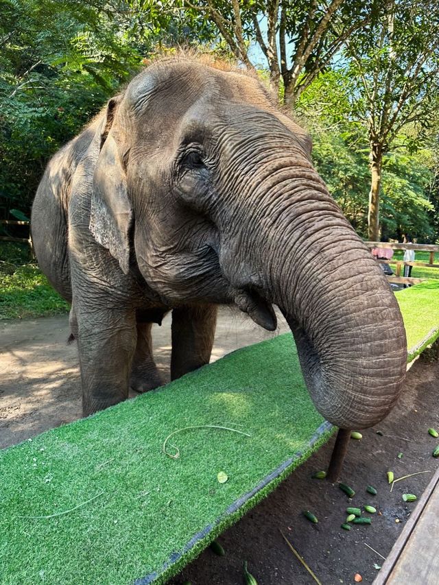 Wild Elephants Valley 