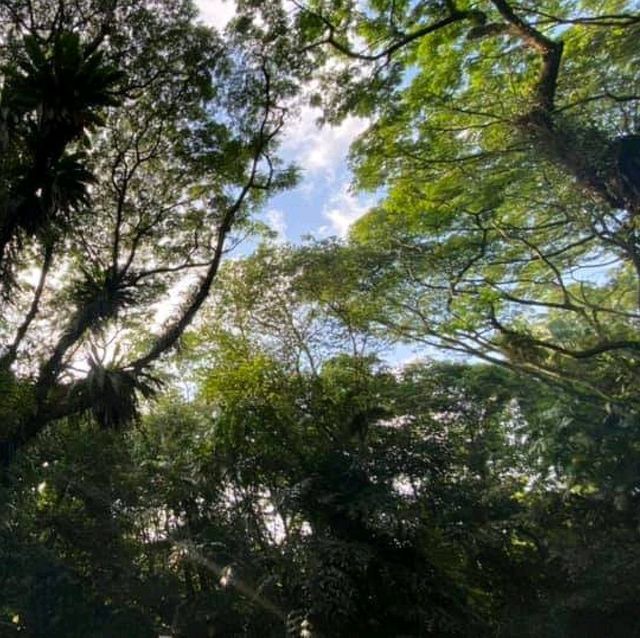 Singapore’s first ASEAN Heritage Park