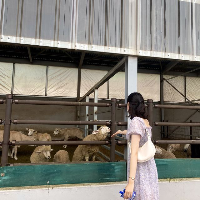 여러 동물들을 볼 수 있는 숲소리공원
